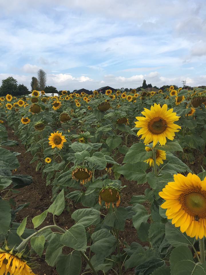 20182618_10159175977390604_2142475656_n